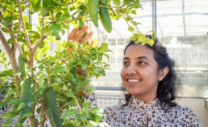 A woman looks up at and holds a long green fruit on a tree which contains a number of the fruits